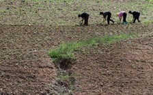 Nga viện trợ gần 4.000 tấn lúa mì cho Triều Tiên