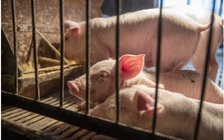 Nghiên cứu Mỹ-Canada: Heo có thể bị nhiễm virus gây Covid-19