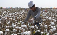 Chính quyền Tổng thống Trump gây thêm sức ép lên công ty Trung Quốc