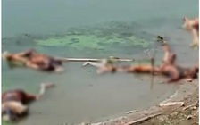 Phát hiện thêm nhiều thi thể nghi của bệnh nhân Covid-19 trôi dạt vào bờ sông Hằng