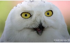 An ninh Nga bất ngờ tiết lộ thành viên biệt đội 'dữ dằn' bảo vệ nơi trọng yếu