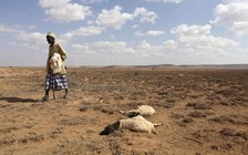 Liên Hiệp Quốc cảnh báo nguy cơ hạn hán đáng sợ hơn đại dịch