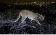 Mẹ tay không đánh sư tử núi cứu con trai 5 tuổi