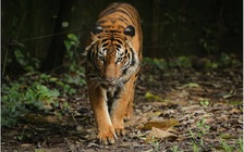 Năm con Hổ bàn chuyện cứu Hổ