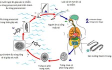 Ăn bò tái, cá sống dễ nhiễm sán dải bò, sán dải cá hơn sán lợn