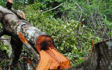 Vây bắt lâm tặc, 1 cán bộ quản lý rừng bị thương