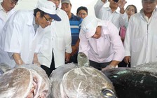 'Cá lấy mẫu nhiều quá, thịt khoét chỗ ngon để lấy'