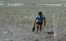 Độ mặn 4‰ xâm nhập vào đất liền gần 40 km