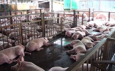 Hà Tĩnh khẩn cấp dập dịch lở mồm long móng