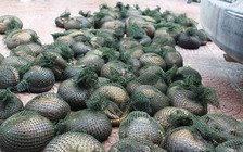 Phát hiện 786 kg tê tê được chở từ biển vào đất liền