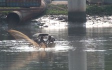Cứu đàn cá kênh Nhiêu Lộc: Nước thải chưa xử lý còn xả, cá còn chết