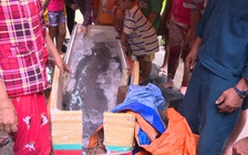 Gia đình ngư dân kiên quyết không giao cá nược Minh Hải quý hiếm