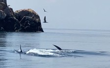 Bình Định: Cá voi xanh bất ngờ xuất hiện ở Hòn Trâu khiến du khách trầm trồ