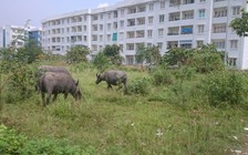 Khóc ròng với chung cư tái định cư Sài Gòn – Kỳ 1: Bỏ hoang vì…dân chê