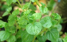 Tối giản trong ẩm thực thời chiến - Kỳ 4: Rau càng cua bóp trộn mát cái miệng