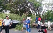 Cây bật gốc đè bẹp xe sang Audi và 5 ô tô trong hồ Kỳ Hòa