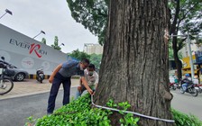 Hàng cổ thụ cả trăm năm ở Sài Gòn: 'Khám bệnh' để bảo tồn hay đốn hạ?