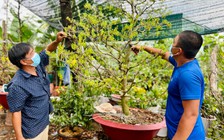 Nhà ba thế hệ làng mai Thủ Đức 'làm điều bất ngờ' để người Sài Gòn chơi Tết