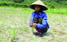 Suối 'chết', ruộng đồng hoang hóa vì khai khoáng