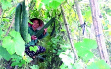Nông dân Hà Tĩnh được mùa bí xanh