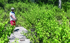 Bệnh viện di dời để lại kho 'thuốc độc' hành dân