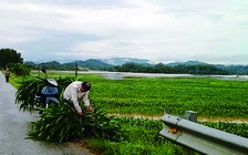 Nông dân mất trắng hàng nghìn ha lúa và hoa màu