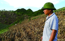 24.000 cây dứa bị hủy hoại sau một đêm