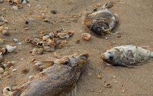 Cách chức tất cả chức vụ trong Đảng một Cục trưởng của Bộ TN-MT