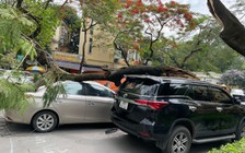 Cây phượng cổ thụ gãy ngang thân, đè bẹp 2 ô tô