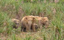 Sống chung với voi rừng