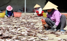 Hàng trăm tấn mực khô nằm cảng vì bí đầu ra