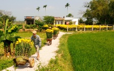 Làng hoa Bình Định trúng đậm hoa cúc Tết, thu về hàng tỉ đồng