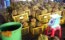 Hóa chất ngâm sầu riêng ở Di Linh là chất cấm, rất độc