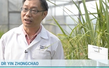 Singapore tạo được giống lúa 'khủng'
