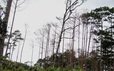 Rừng thông 50 năm tuổi bị khoan lỗ đổ hóa chất