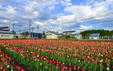 Tohoku một Nhật Bản khác lạ...