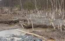 Trộm cát giữa rừng phòng hộ