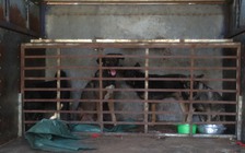 Mang xe tải đi... trộm chó