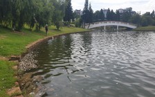 Cá chết bất thường nổi đầy hồ Bảo Lộc, mỗi ngày vớt 40 - 50 kg