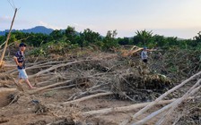 Những vườn bưởi bạc tỉ bị xóa xổ: 'Chúng tôi biết kêu ai'