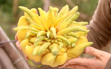 Phật thủ 'cháy hàng', nhộn nhịp khách mua vào sát Tết