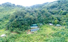 Trả công bằng... sâm