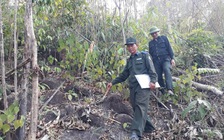 Giữ rừng bằng máu