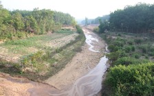 Cây khô người khát ở Kon Tum