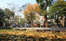 Hà Nội đẹp nên thơ mùa cây thay lá
