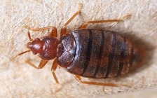 Phát hiện bất ngờ về loài rệp