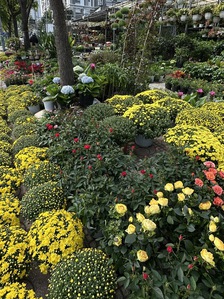 Bất ngờ giá hoa cúc mâm xôi giảm mạnh, vì sao?