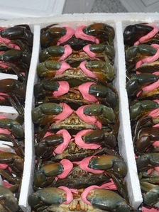 Cua Cà Mau tăng giá 'sốc', có loại 900.000 đồng/kg