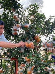 Quýt hồng kiểng Lai Vung rực rỡ chờ khách mua