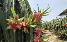 Thanh long, mì tôm Việt Nam tiếp tục bị EU kiểm tra bảo vệ thực vật tại cửa khẩu